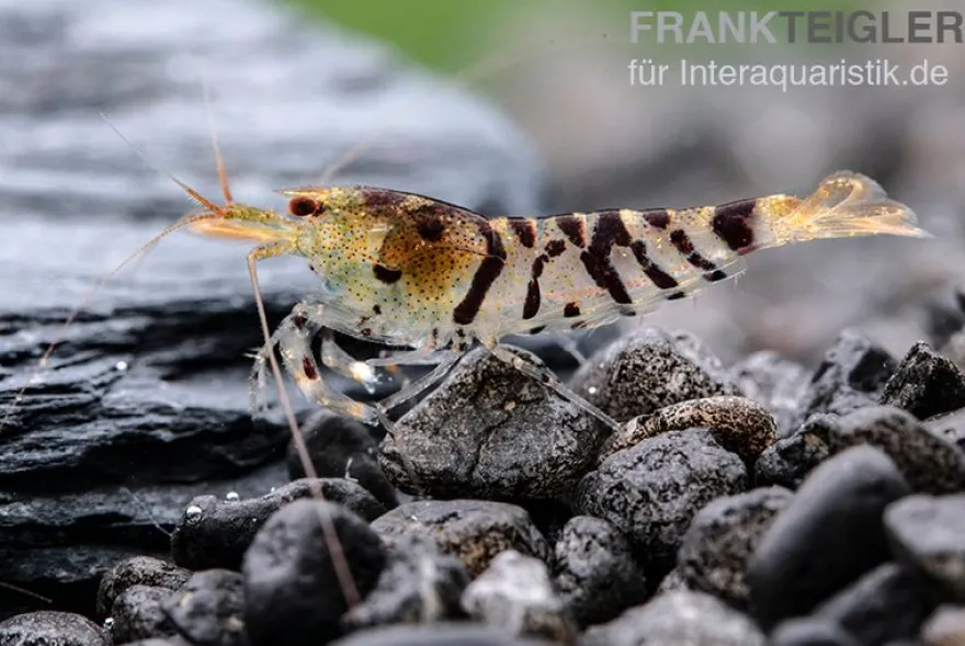 Tigergarnele, Caridina mariae