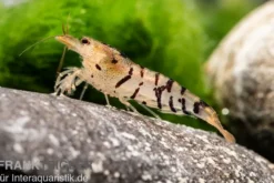 Tigergarnele, Caridina mariae