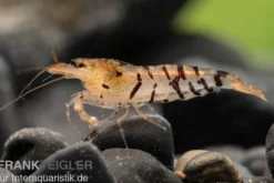 Tigergarnele, Caridina mariae