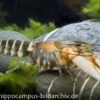 Tigerkrebs, Cherax peknyi - Zufällig
