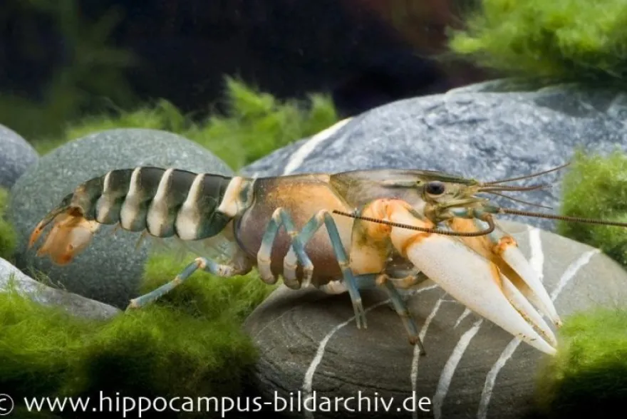 Tigerkrebs, Cherax peknyi - Zufällig