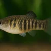 Tigerkärpfling, Limia islai (Poecilia islai)