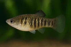 Tigerkärpfling, Limia islai (Poecilia islai)