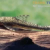Tiger-Otocinclus, Hypoptopoma psilogaster, 4-6 cm