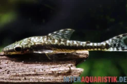 Tiger-Otocinclus, Hypoptopoma psilogaster, 4-6 cm