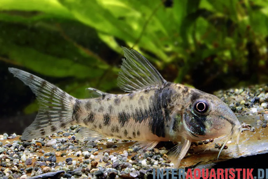 Tigerpanzerwels, Corydoras orcesi