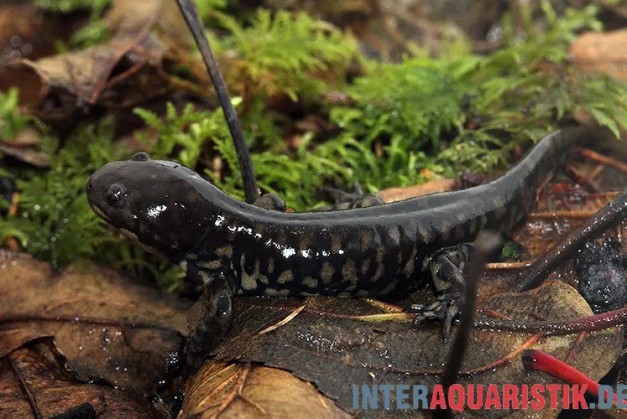 Tigersalamander, Ambystoma tigrinum tigrinum