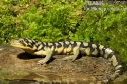 Tigersalamander, Ambystoma tigrinum tigrinum