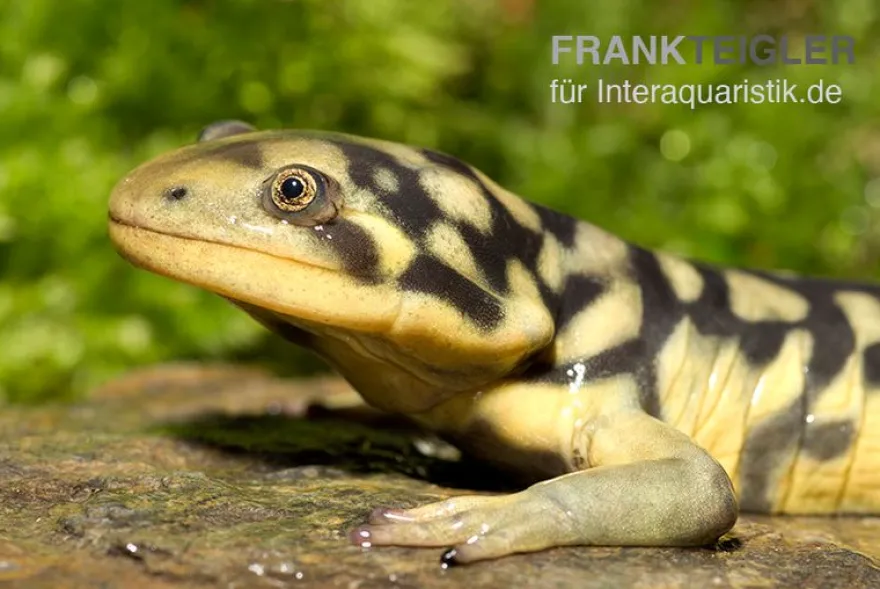 Tigersalamander, Ambystoma tigrinum tigrinum