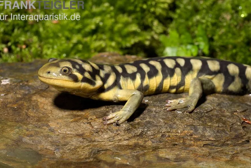 Tigersalamander, Ambystoma tigrinum tigrinum