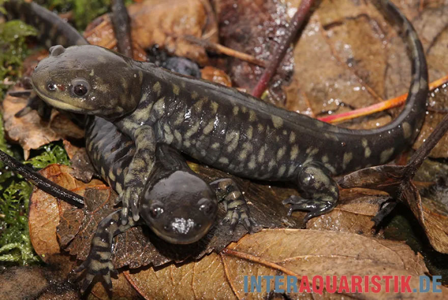 Tigersalamander, Ambystoma tigrinum tigrinum