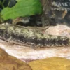 Tigersalmler (Wolfssalmler), Hoplias malabaricus
