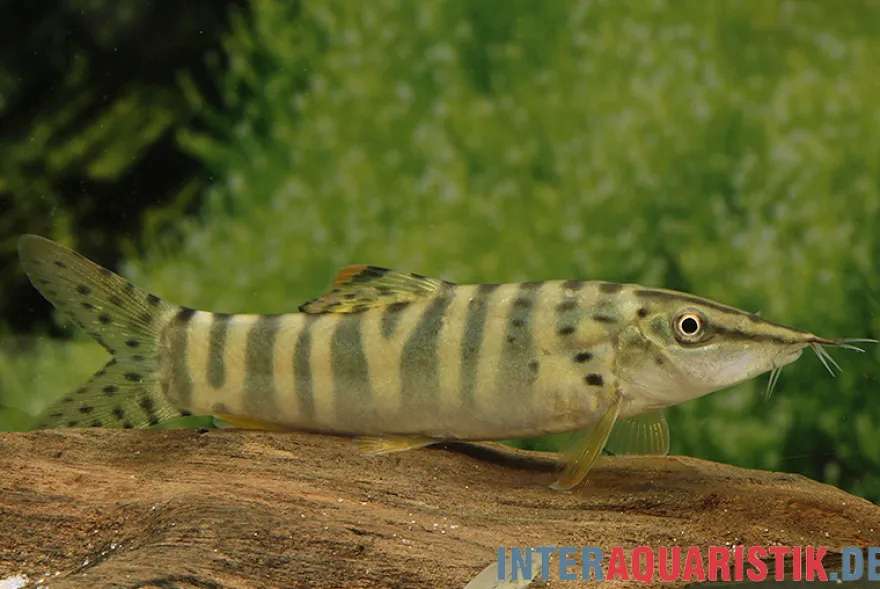Tigerschmerle, Botia helodes, 6-9 cm