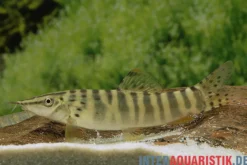 Tigerschmerle, Botia helodes, 6-9 cm