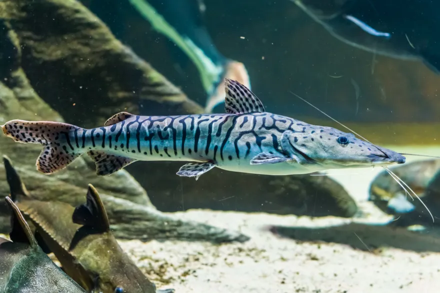 Tiger-Spatelwels, Pseudoplatystoma tigrinum