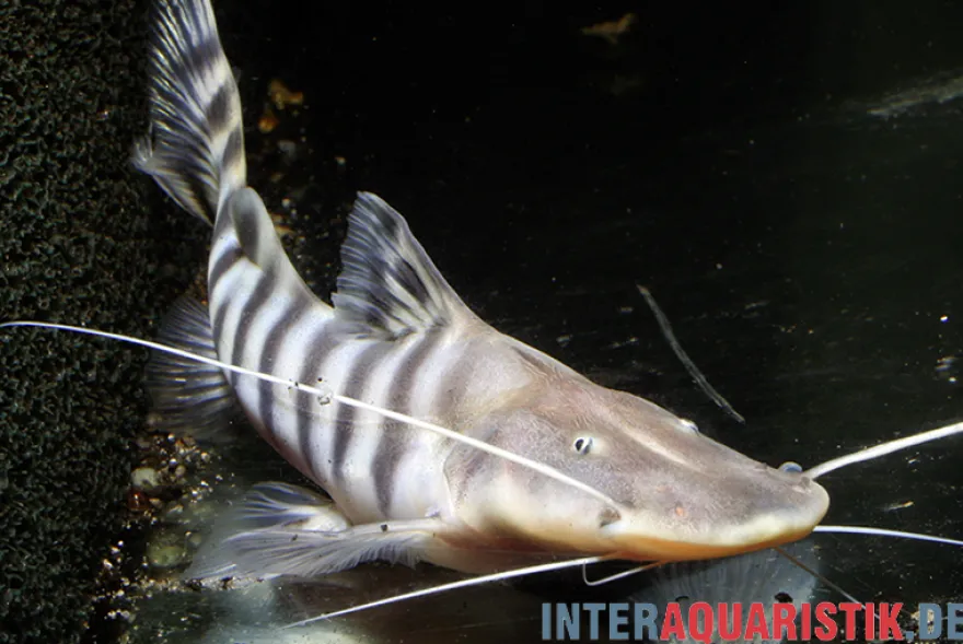 Tigerwels, Merodontotus tigrinus