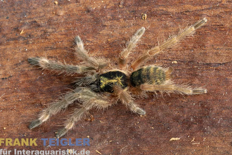 Tiger-Zwergvogelspinne, Neoholothele incei