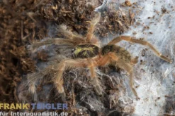 Tiger-Zwergvogelspinne, Neoholothele incei