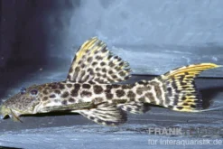 Titanic-Kaktuswels, L273, Pseudacanthicus sp. orange, 5-7 cm