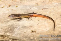 Togo-Skink, Panaspis togoensis