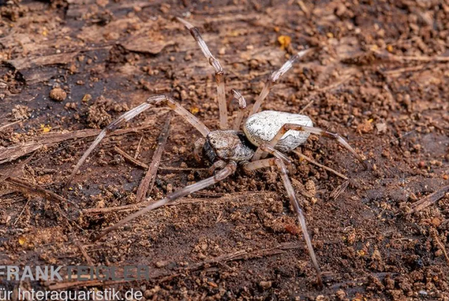 Togo-Wespenspinne, Argiope sp. Togo