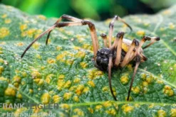 Togo-Wespenspinne, Argiope sp. Togo