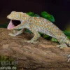 Tokeh, Gekko gecko