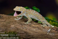 Tokeh, Gekko gecko