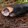 Totenkopfschabe "Black Wing", Blaberus craniifer