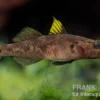 Towuti-Gelbflossengrundel, Glossogobius flavipinnis