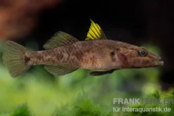 Towuti-Gelbflossengrundel, Glossogobius flavipinnis
