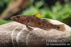 Towuti-Gelbflossengrundel, Glossogobius flavipinnis