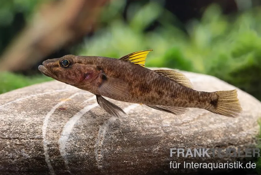 Towuti-Gelbflossengrundel, Glossogobius flavipinnis