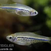 Tüpfelbärbling, Danio nigrofasciatus