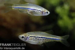 Tüpfelbärbling, Danio nigrofasciatus