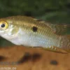 Tüpfelbuntbarsch, Laetacara curviceps