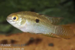Tüpfelbuntbarsch, Laetacara curviceps