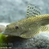 Tüpfel-Flossensauger, Beaufortia leveretti, 4-5 cm