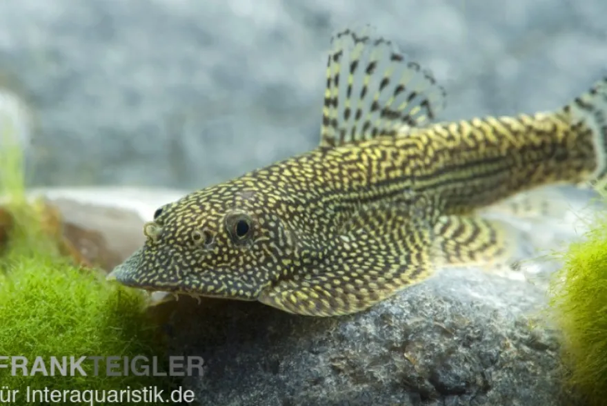 Tüpfel-Flossensauger, Beaufortia leveretti, 4-5 cm