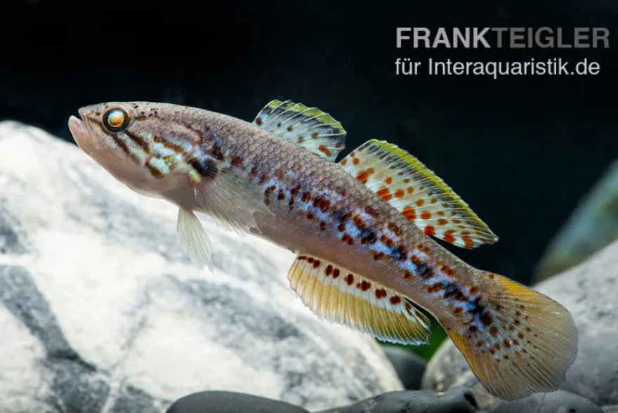 Tüpfelgrundel, Mogurnda mogurnda