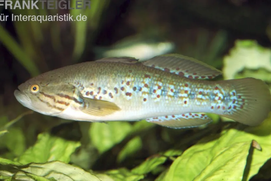 Tüpfelgrundel, Mogurnda mogurnda