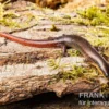 Tüpfellippenskink, Trachylepis maculilabris