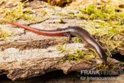 Tüpfellippenskink, Trachylepis maculilabris
