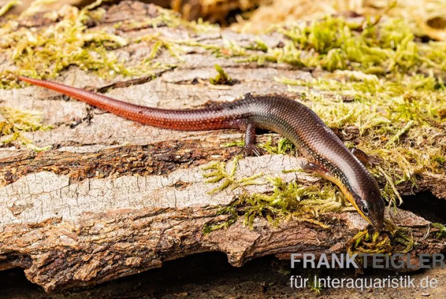 Tüpfellippenskink, Trachylepis maculilabris