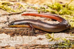 Tüpfellippenskink, Trachylepis maculilabris