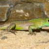 Tüpfelrennechse, Cnemidophorus lemniscatus