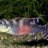 Transvestiten-Zwergbuntbarsch, Nanochromis transvestitus, NZ