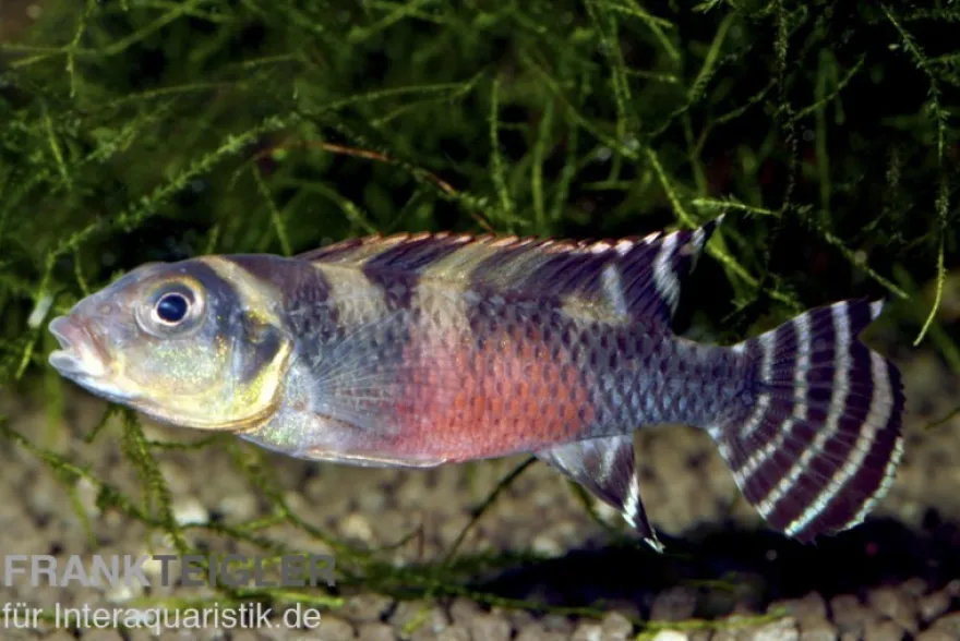 Transvestiten-Zwergbuntbarsch, Nanochromis transvestitus, NZ