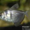 Trauermantelsalmler, Gymnocorymbus ternetzi