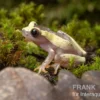 Triangle-Baumfrosch, Dendropsophus triangulum
